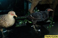 藏品(黑長尾雉)的圖片